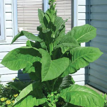 Tobacco - Ontario Light Seed Pack (Nicotiana tabacum ‘CT157’)
