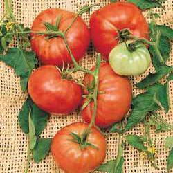 Tomato - Beefsteak Tomato Seed Pack (Solanum lycopersicum ‘Beefsteak’)