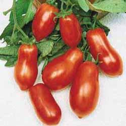Tomato - Roma Tomato Seed Pack (Solanum lycopersicum ‘Roma’)