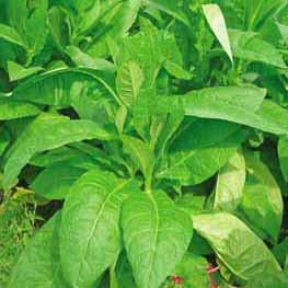 Tobacco - Wild Tobacco Seed Pack (Nicotiana rustica)