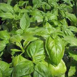 Basil - Envigor Basil Seed Pack (Ocimum basilicum ‘Envigor’)
