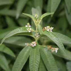 Lemon Verbena Plant (Aloysia triphylla)