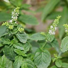 Mojito Mint Plant (Mentha x villosa)