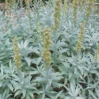 Wormwood - Prairie Wormwood Seed Pack (Artemisia ludoviciana)