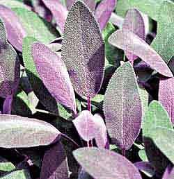 Sage - Purple Plant (Salvia officinalis 'Purpurea')