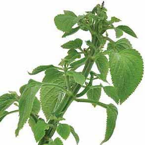 Rescueherb (tm) Plant (Solenostemon monostachyus)