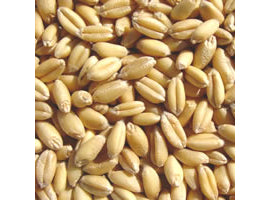 Mushroom Growing Supplies - Organic Wheat Grain 1lb (1 Pound, Roughly 1/2kg) 16967